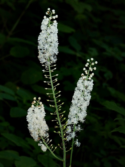 {Actaea racemosa}